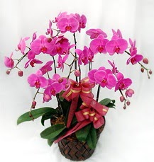 6 Dall mor orkide iei  Ulus Ankara nternetten iek siparii 